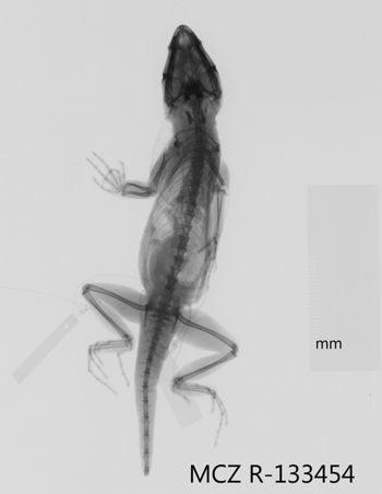 Media type: image;   Herpetology R-133454 Aspect: dorsoventral x-ray